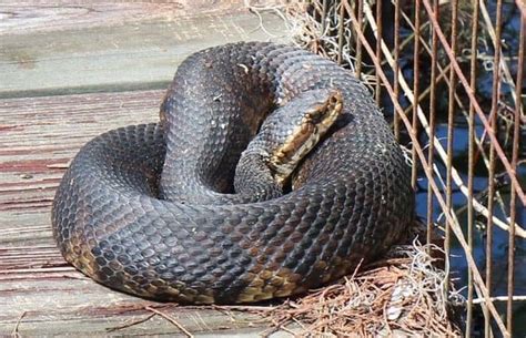 Cottonmouth Snake (Water Moccasin) Facts, Identification, Habitat, Diet, and Pictures