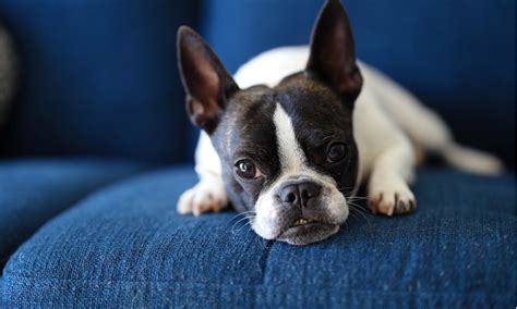 Do Teacup Dogs Shed