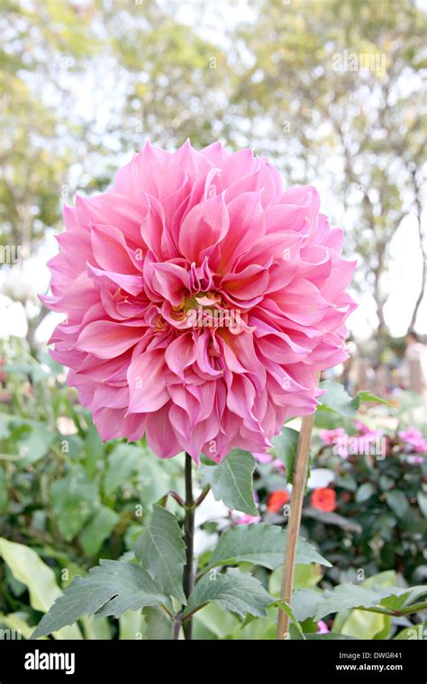 Pink dahlia in the garden Stock Photo - Alamy