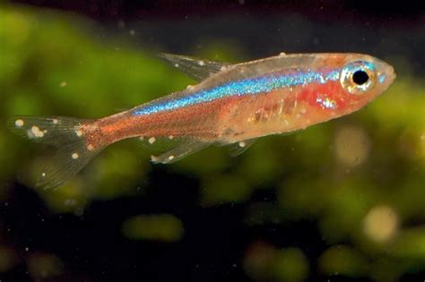 Guppy Diseases, Symptoms, Causes, Cure & Treatment Guide