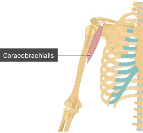 Coracobrachialis Muscle - Attachments, Action & Innervation | GetBodySmart