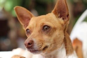 Deer Head Chihuahua Breed Information: 15 Facts | Your Dog Advisor