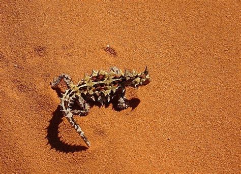 Great Sandy Desert Animals