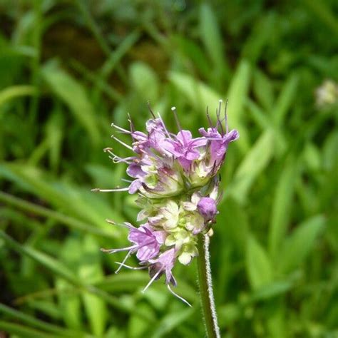 Observation: Nardostachys jatamansi (D.Don) DC. (huy HO Jul 14, 2023) World flora - Pl@ntNet ...