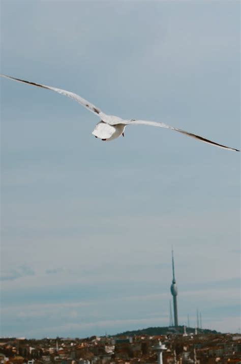 Photo of a Flying White Bird · Free Stock Photo