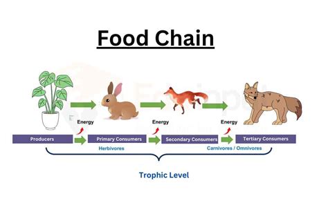 Food Chain (Definition, Types, and Examples)