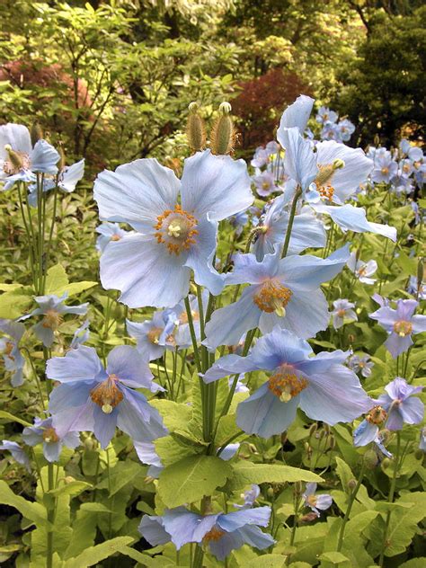 Himalayan Blue Poppies Photograph by Tony Craddock/science Photo Library - Fine Art America