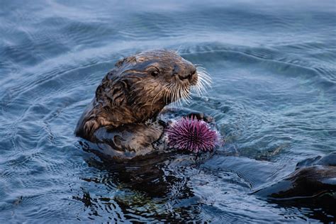Sea otters maintain remnants of healthy kelp forest amid sea urchin barrens
