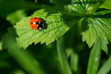 Ladybugs | Good Luck or Just Plain Good for Your Garden?