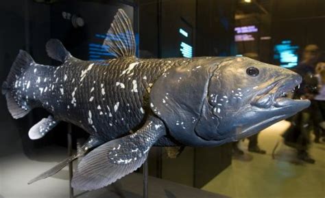 New quest to study 'living fossil' coelacanth