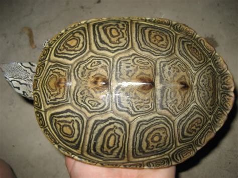 Diamondback Terrapin Facts, Adaptations, Habitat, Diet, Size