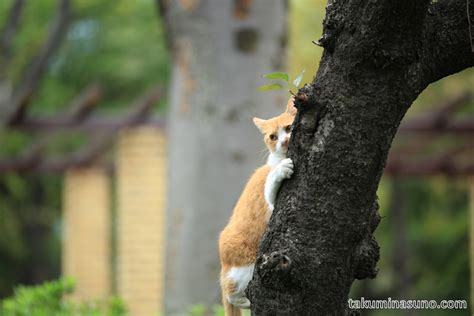 Cat Climbing up the Tree to Enjoy Autumn Colors - 10 Hometowns for Each - Takumi Nasuno Photography