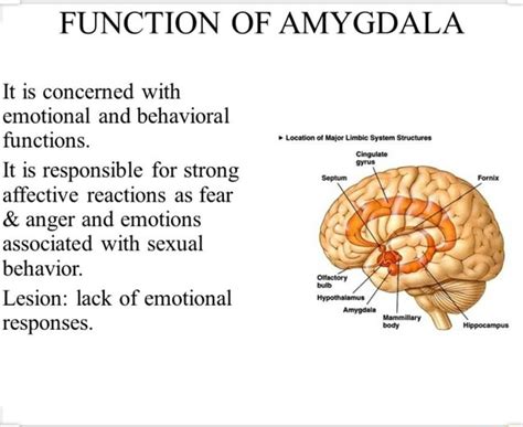 FUNCTION OF AMYGDALA It is concerned with emotional and behavioral ...