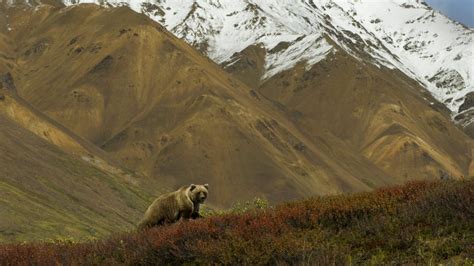 A grizzly bear hunts for berries on a ridge, Denali National Park ...