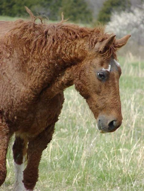 5 Of The Rarest Horse Breeds In The World | Rare horses, Rare horse breeds, Horse breeds