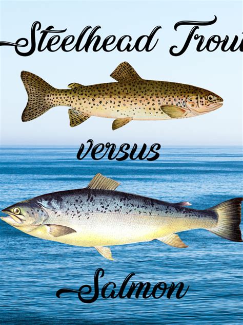 Arctic Char Vs. Salmon - Beginner's Guide