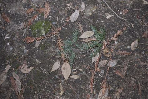 Sequoia Sempervirens Leaves Stock Photo - Image of green, coastal ...