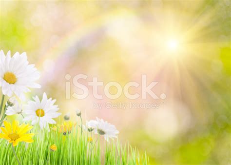 Daisies And A Rainbow Stock Photo | Royalty-Free | FreeImages