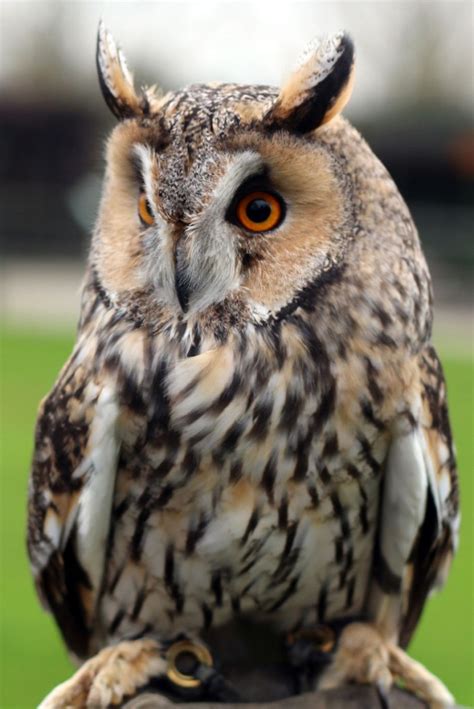 British Owls - Screech Owl Wildlife Park