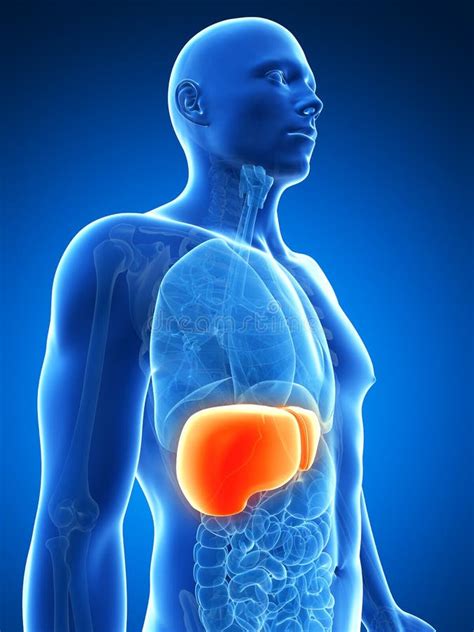 Highlighted male liver stock illustration. Illustration of inflammation - 28962305