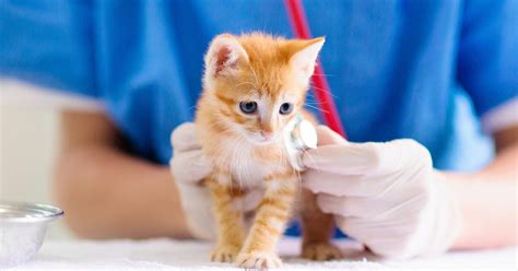 Feline Leukemia Virus: Causes, Symptoms, and Care — Pumpkin®