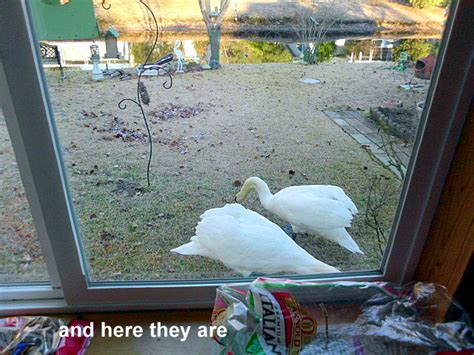 KERRIE'S KORNER NY: MUTE SWAN BEHAVIOR