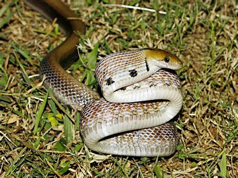 Trinket snake - Alchetron, The Free Social Encyclopedia