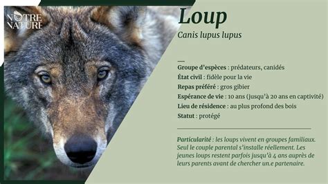 Loup