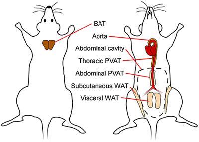 Frontiers | PVAT and Its Relation to Brown, Beige, and White Adipose Tissue in Development and ...