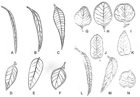 -Leaf shape: A = linear; B = narrow lanceolate; C = lanceolate; D ...