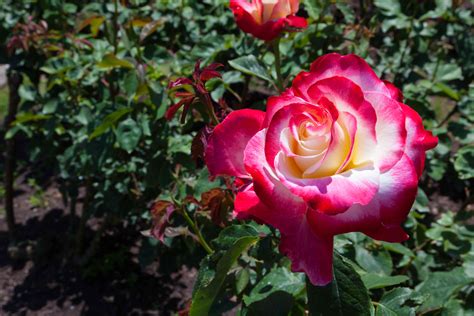 10 Types of Fragrant Roses to Grow