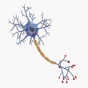 Nerve Cell 3D Models for Download | TurboSquid