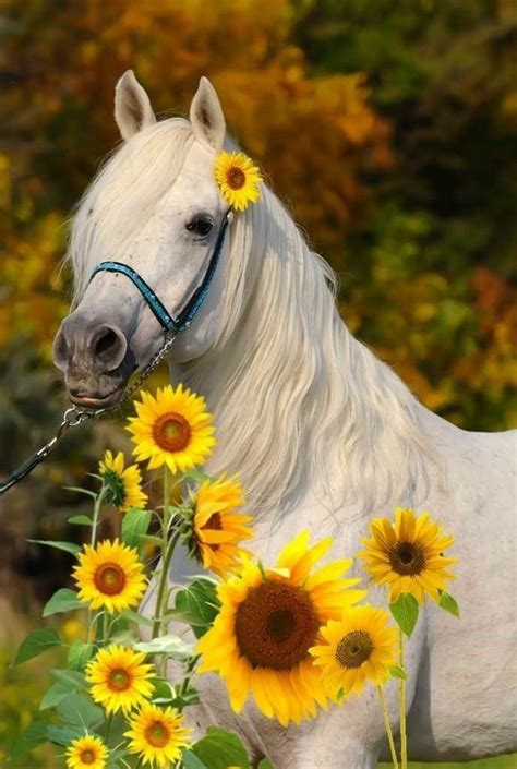 a white horse with sunflowers tied to it's bridle