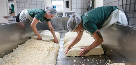 Our Cheesemaking & Cheddar | Shelburne Farms