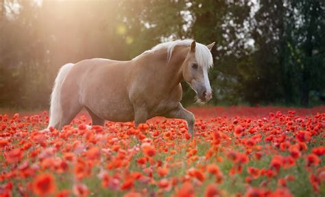 animals, Horse, Flowers, Field, Poppies Wallpapers HD / Desktop and Mobile Backgrounds