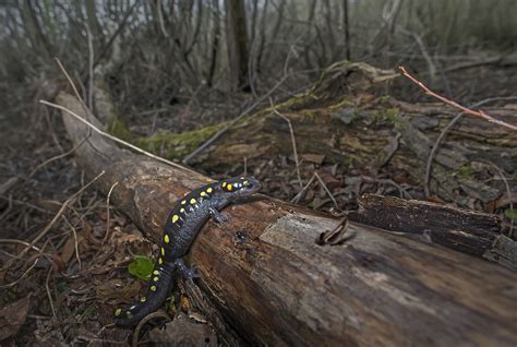 Spotted Salamander in Habitat | Ambystoma maculatum Cobb Cou… | Flickr