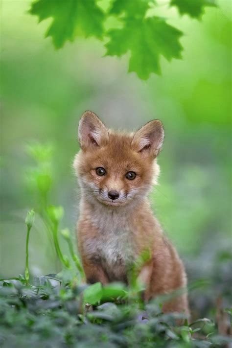 As 25 melhores ideias de Baby red fox no Pinterest