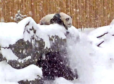 Watch This Panda Play in the Snow