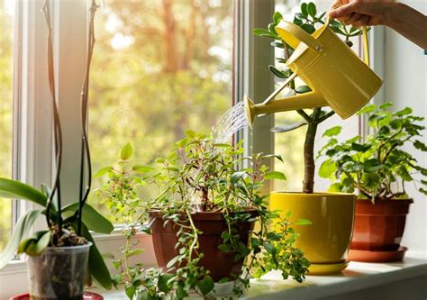 How Indoor Plants and a Greener House Can Improve Your Mental Health