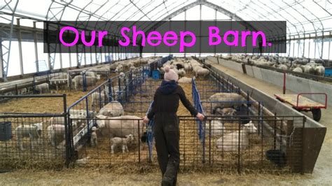 A tour of the sheep barn. | Vlog 44 - YouTube