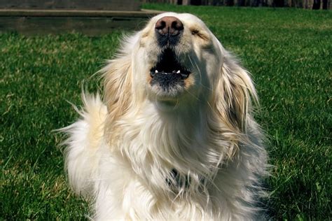 3 Simple Tips on How to Get a Dog to Stop Barking