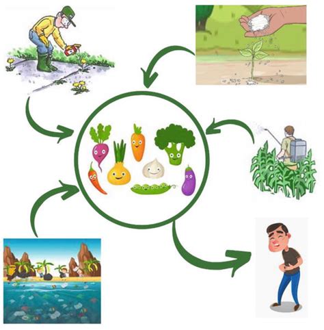 Heavy Metal Contamination in Vegetables and Their Toxic Effects on Human Health | IntechOpen