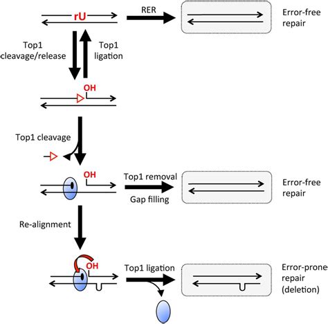 Mechanisms for ribonucleotide removal from DNA. A single rU embedded in... | Download Scientific ...