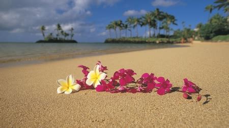 Tropical flowers on beach - Beaches & Nature Background Wallpapers on ...