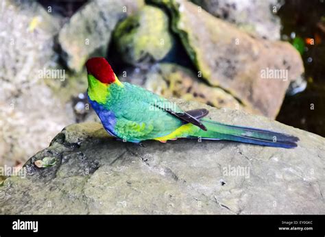 Parrot Tropical Bird Stock Photo - Alamy