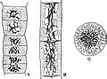 Category:Plant cell biology - Wikimedia Commons