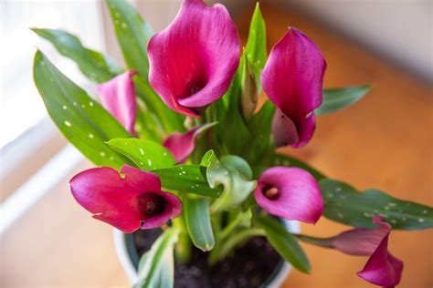 Calla Lily: Plant Care & Growing Guide