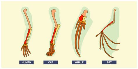 Importance and Concepts Of Comparative Anatomy With Examples