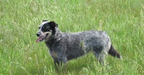 Blue Heeler Poodle Mix Temperament, Lifespan, Size, Adoption