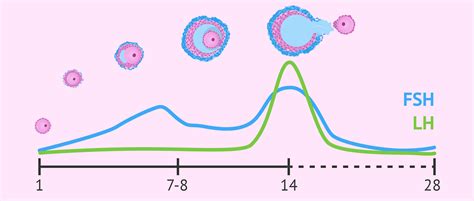 FSH and LH levels during menstrual cycle